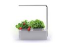 Компактный смарт-сад «iGarden LED» с подсветкой